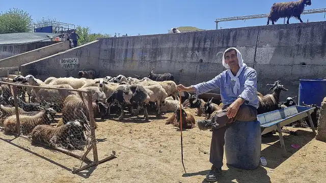 Diyarbakır Canlı Hayvan Borsası'nda Kurban Bayramı Yoğunluğu