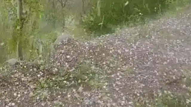 Erzurum'un Tortum İlçesinde Ceviz Büyüklüğünde Dolu Yağışı Tarım Alanlarına Zarar Verdi