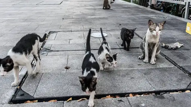 İzmir'deki '33 Kedi Ölümü' Soruşturmasında Veteriner Hekim Yeniden Gözaltına Alındı