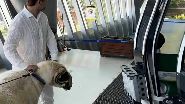 Kurban Bayramı Öncesi Koçla Teleferik Keyfi