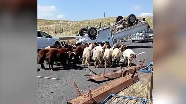 Kurbanlık Koyun Yüklü Kamyonet Devrildi: 1 Kişi Hayatını Kaybetti