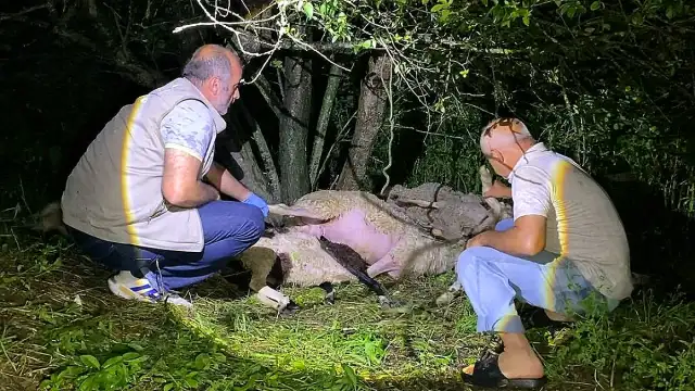 Bursa'da Yıldırım Düşmesi Sonucu 6 Koyun Telef Oldu