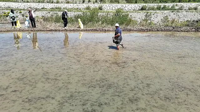 Çankırı'da Yağışlar Çeltik Ekimini Geciktirdi, Üreticiler Tedirgin