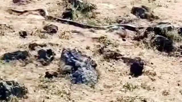 Diyarbakır Çınar'da 3 Metre Uzunluğunda Yılan Görüntülendi