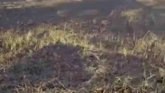 Siverek'te Arazi Yangını: 3 Yaralı ve 200 Dönümlük Zarar