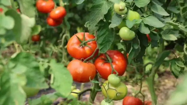 Elazığ'da Domates Hasadı Başladı: 3 Bin 500 Dekarlık Alanda Yüksek Verim Bekleniyor