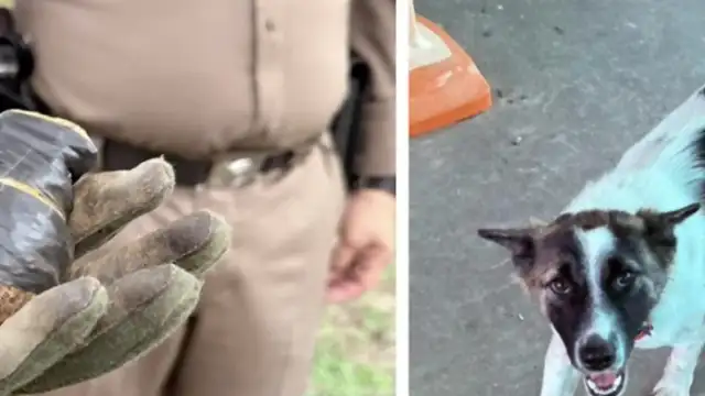 Tayland'da Köpeğin Eve Getirdiği El Bombası Panik Yarattı