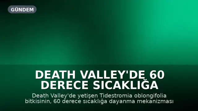 Death Valley'de 60 Derece Sıcaklığa Dayanıklı Bitkinin Sırrı Çözüldü