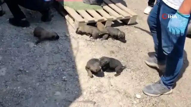 Gaziantep'te Konteyner Altında Kalan Köpek ve Yavruları İtfaiye Tarafından Kurtarıldı