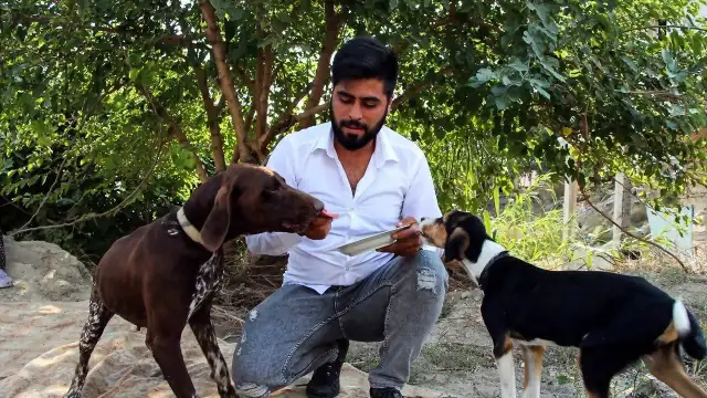 Adana'da Uyuyan Köpeğe Saldıran Şüpheli Serbest Bırakıldı: Komşuya Tepki Yağdı