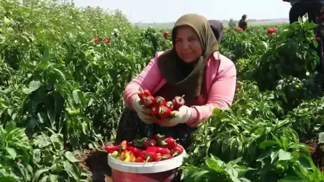 Bafra Ovası'nda 'Kırmızı Elmas' Kapya Biber Hasadı Başladı