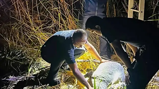 Tekirdağ'da Kuyuya Düşen Koyun İtfaiye Ekiplerince Kurtarıldı