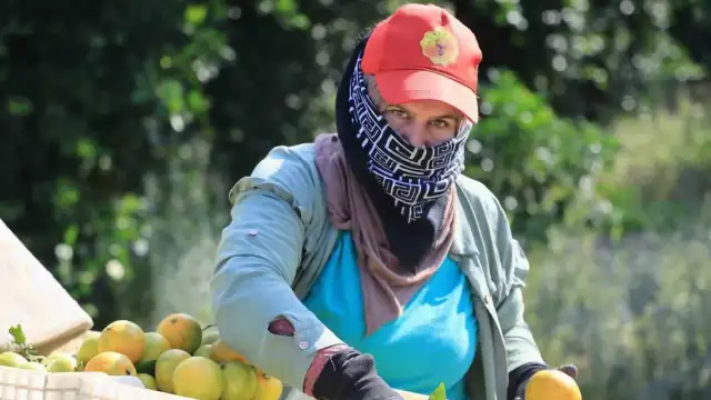 Rusya-Ukrayna Savaşı Nedeniyle İhraç Edilemeyen Mandalina Adana'da Dalında 3 Liraya Düştü