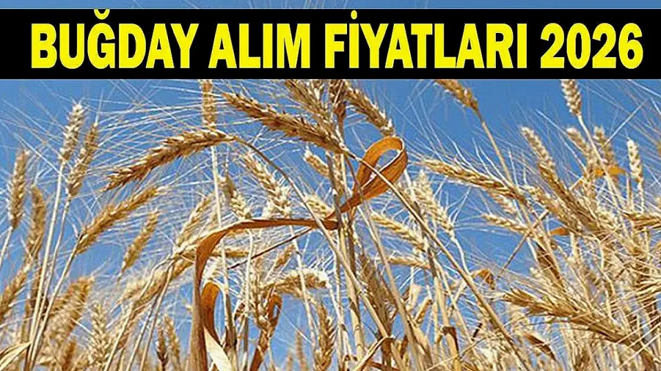 2026 Buğday ve Hububat Fiyatları Henüz Açıklanmadı
