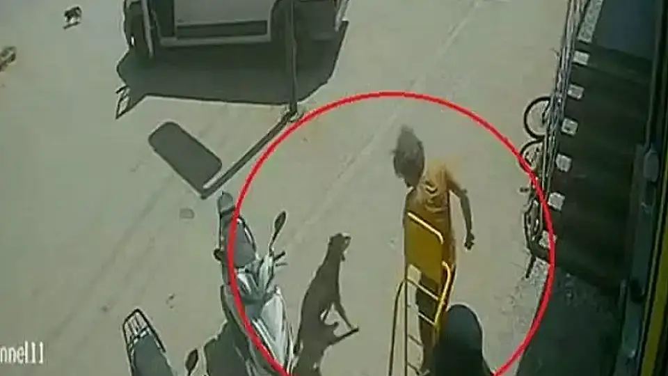Antalya'da Sokak Hayvanlarına Eziyet: Şüpheli Gözaltına Alındı
