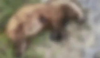 Aydın'da Nesli Tehlike Altındaki Avrupa Porsuğu Vuruldu