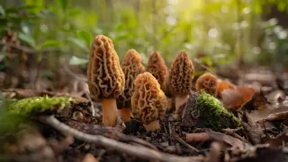 Kuzugöbeği Mantarı Bolluğu Gelir Kapısı Oldu