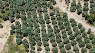 Osmaniye'de Kaçak Kazıya Dronla Baskın: 6 Gözaltı