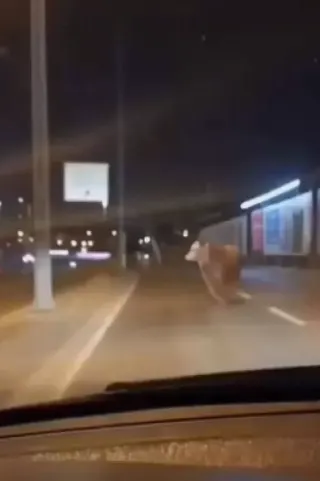 Avcılar'da Trafiğe Çıkan Kurbanlık Boğa Panik Yarattı