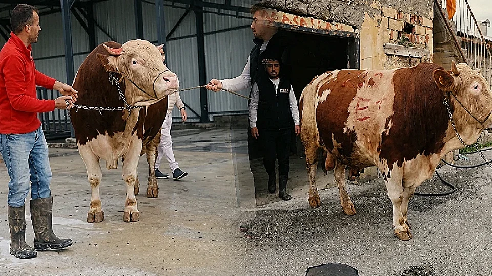 Sivas'ta 1 Ton 40 Kilogramlık Tosun 500 Bin Liradan Satışa Sunuldu